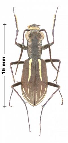 Réf. 245 015 : Elliptica basilewskyana
